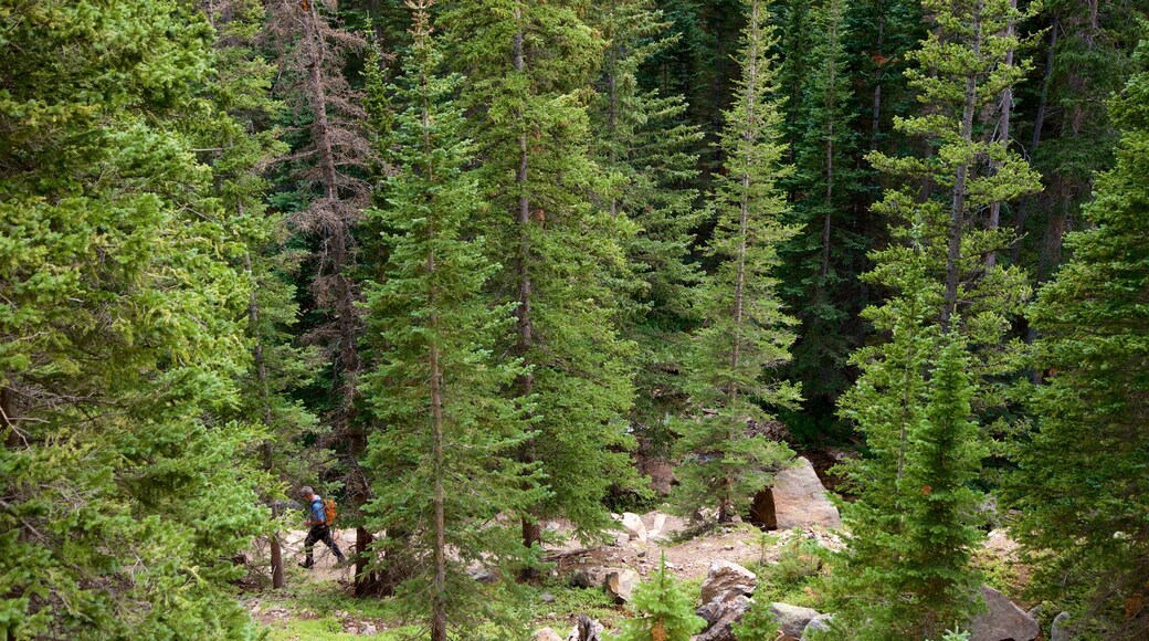 Estes Park which includes forest scenes