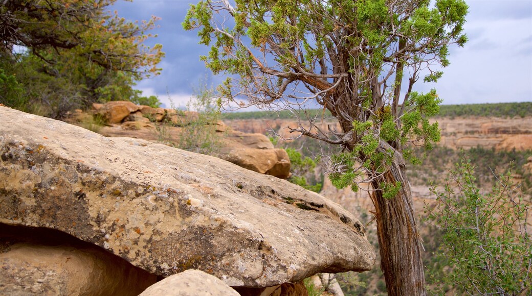 Mesa Verde nationalpark som inkluderar en ravin eller kanjon