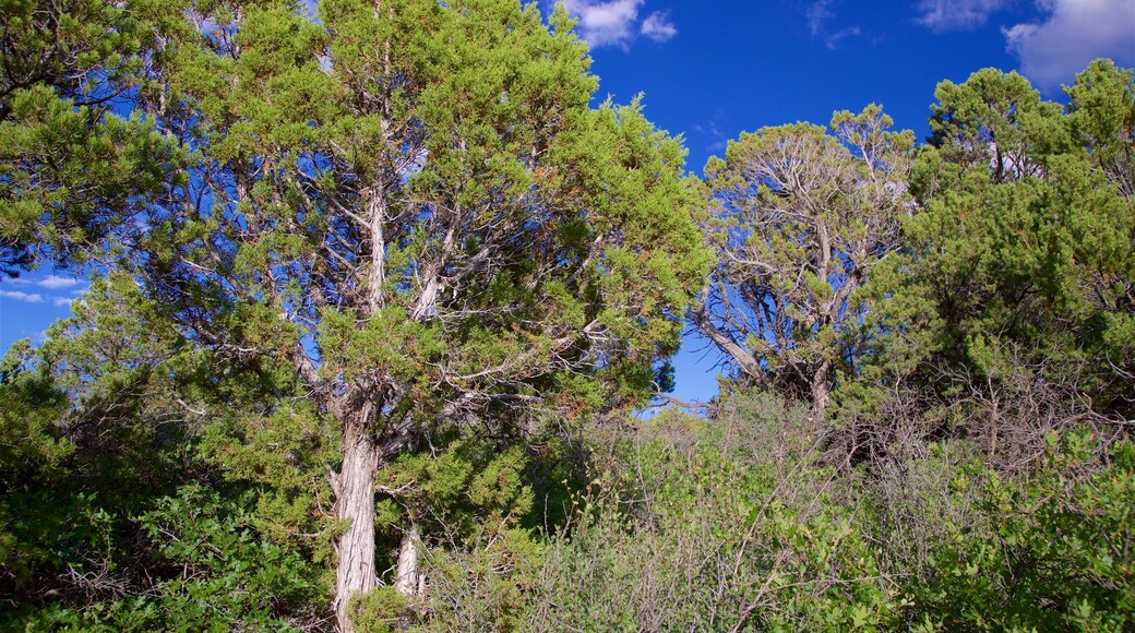 Sendero natural Chasm View