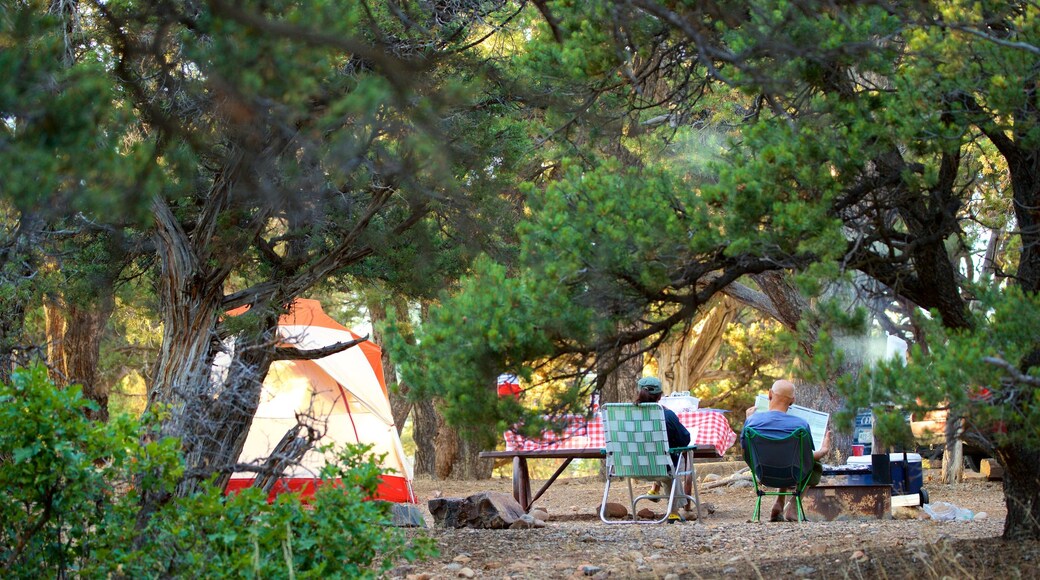 Montrose mostrando camping y también una pareja