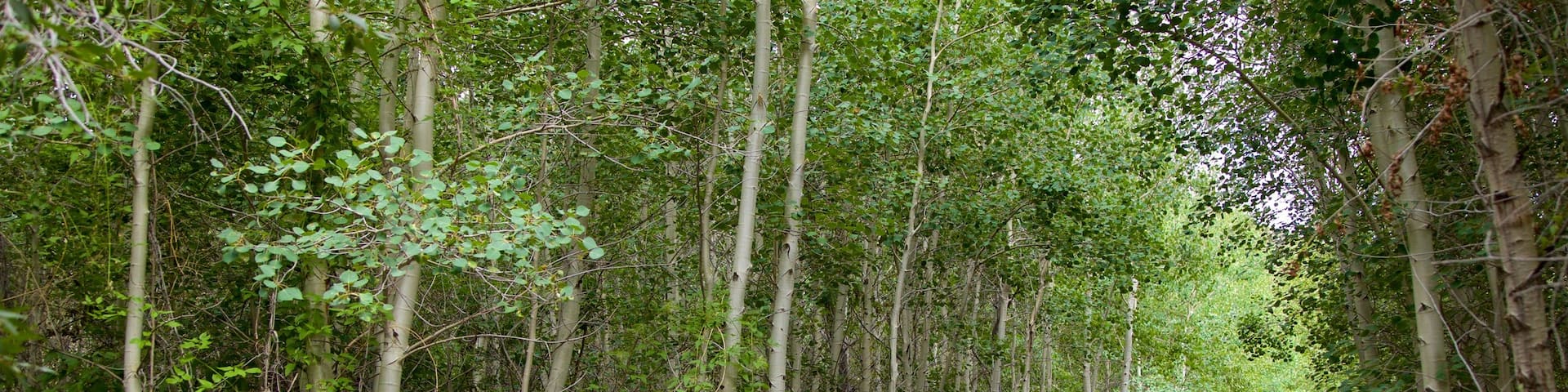Alamosa featuring forests