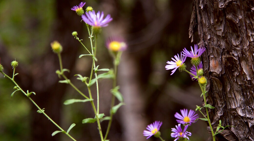 Alamosa caracterizando flores silvestres