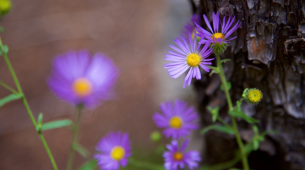 Alamosa featuring wild flowers