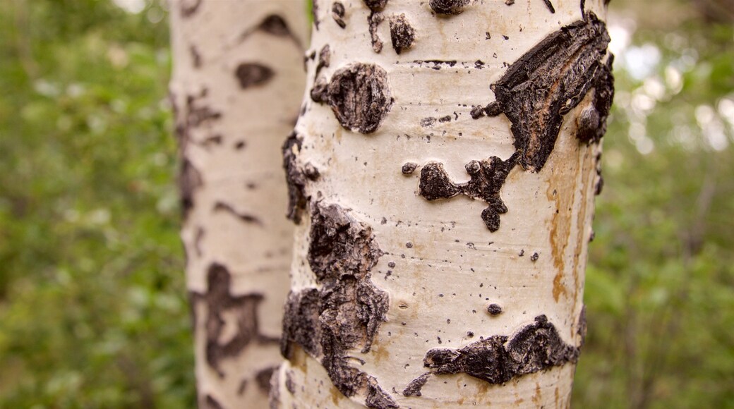 Alamosa showing forests