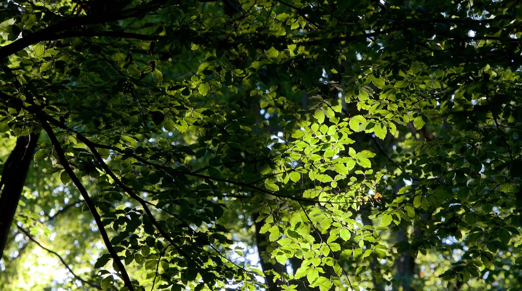 Eilenriede mit einem Park