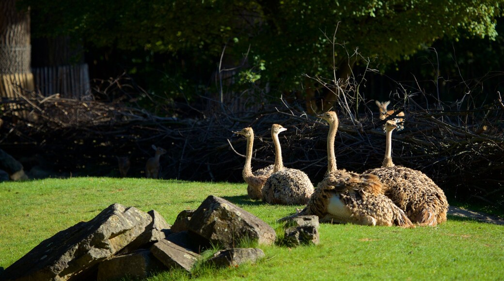 Zoo Hannover welches beinhaltet Vögel und Zootiere