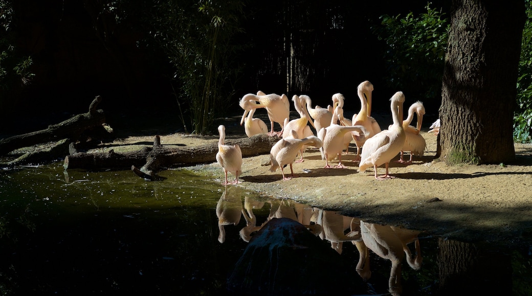 Erlebnis Zoo Hannover showing zoo animals and bird life