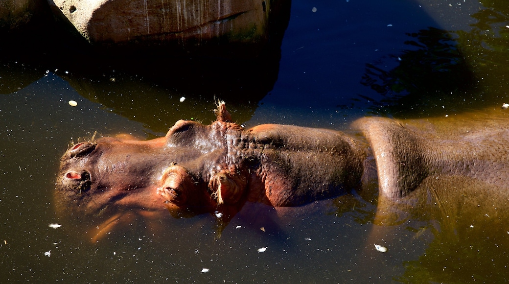 Hannover Zoo showing land animals and zoo animals