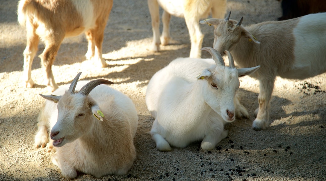 Zoo showing cuddly or friendly animals and land animals