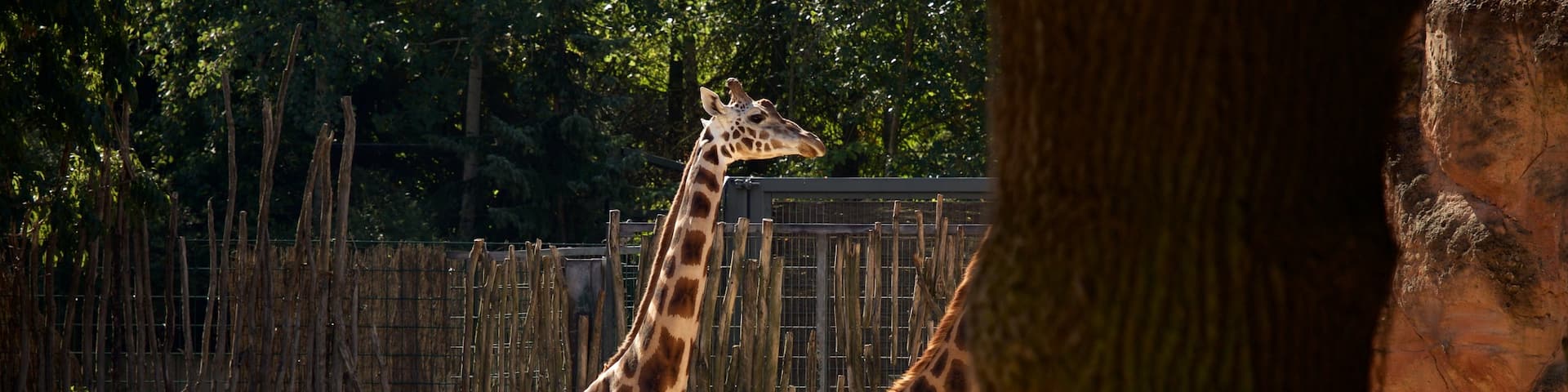 Hannover Zoo featuring zoo animals and land animals