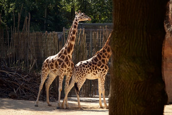 ハノーバー動物園 どの含み 陸生動物 と 動物園の動物