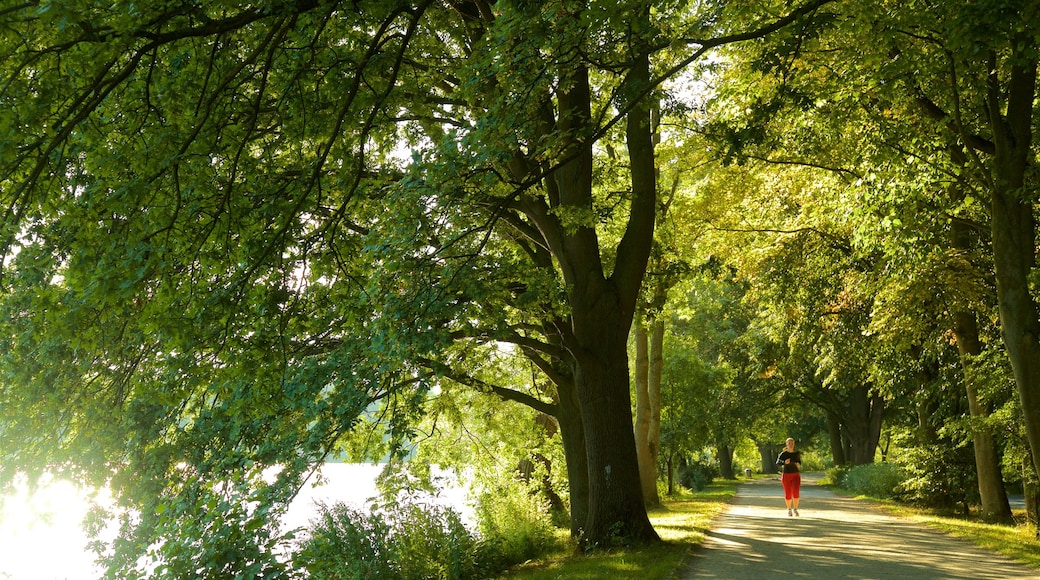 Lago Maschsee mostrando un parque y senderismo o caminatas y también una mujer