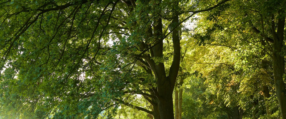 Maschsee das einen Wandern oder Spazieren und Garten sowie einzelne Frau