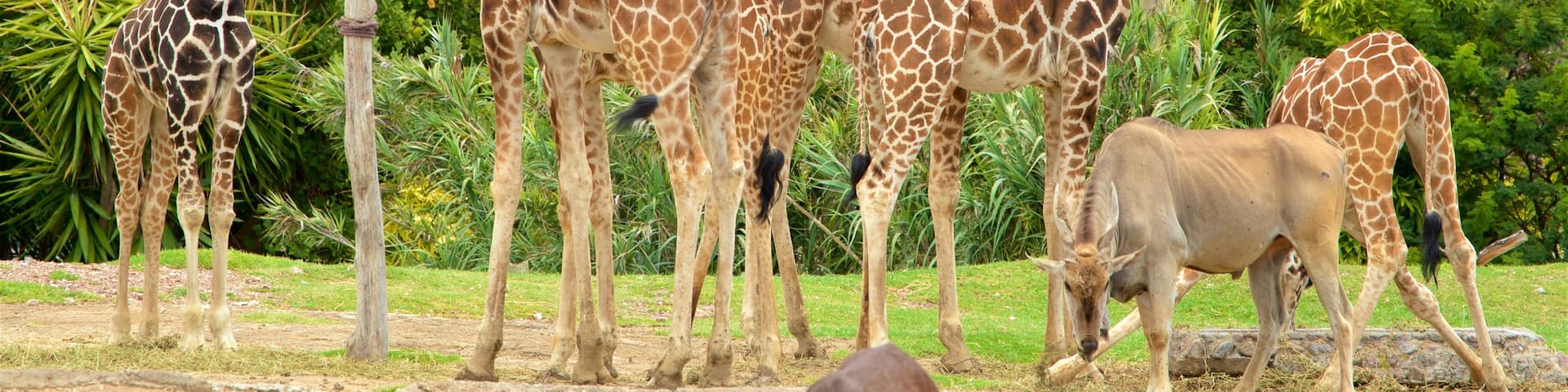 Africam Safari showing land animals and zoo animals
