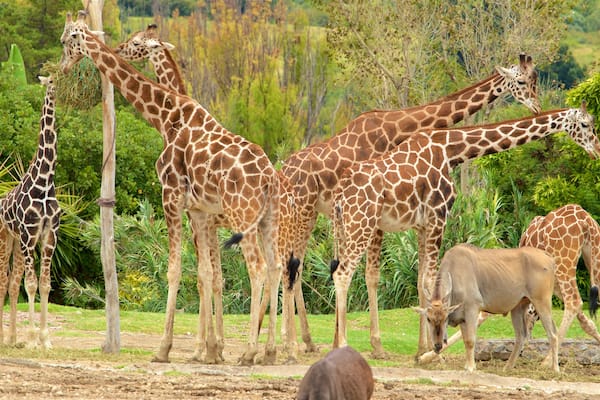 Africam Safari das einen Zootiere und Landtiere