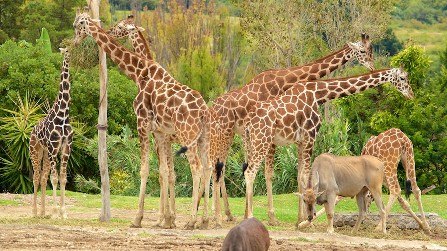 Africam Safari showing land animals and zoo animals