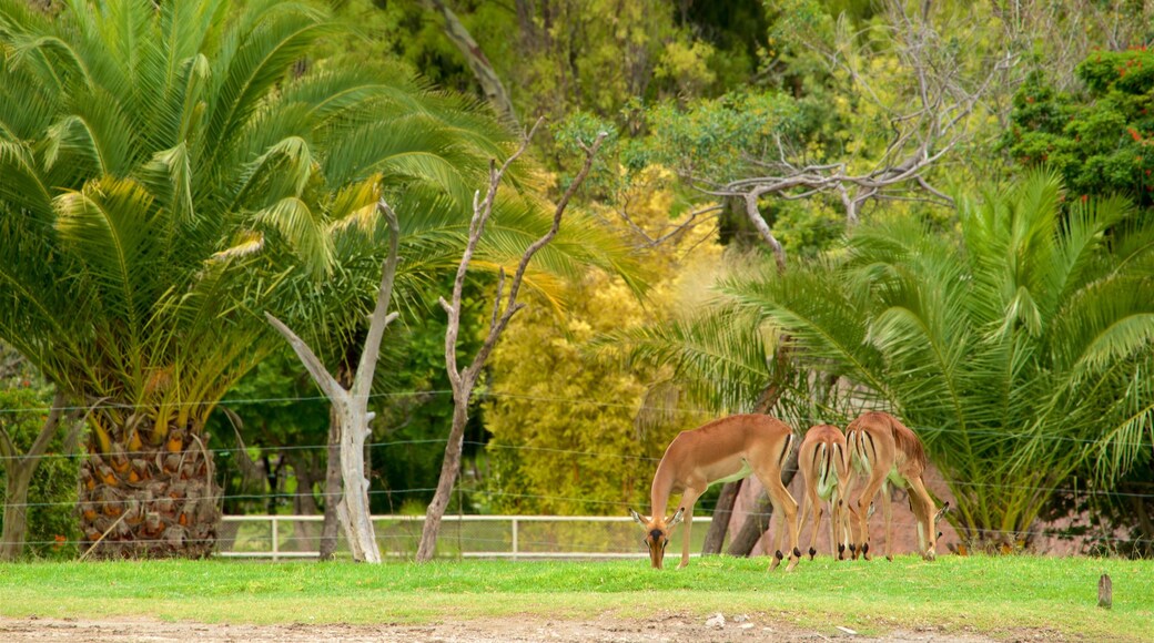 Africam Safari montrant animaux terrestres et animaux de zoo