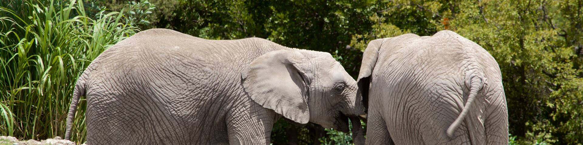 Africam Safari which includes zoo animals and land animals