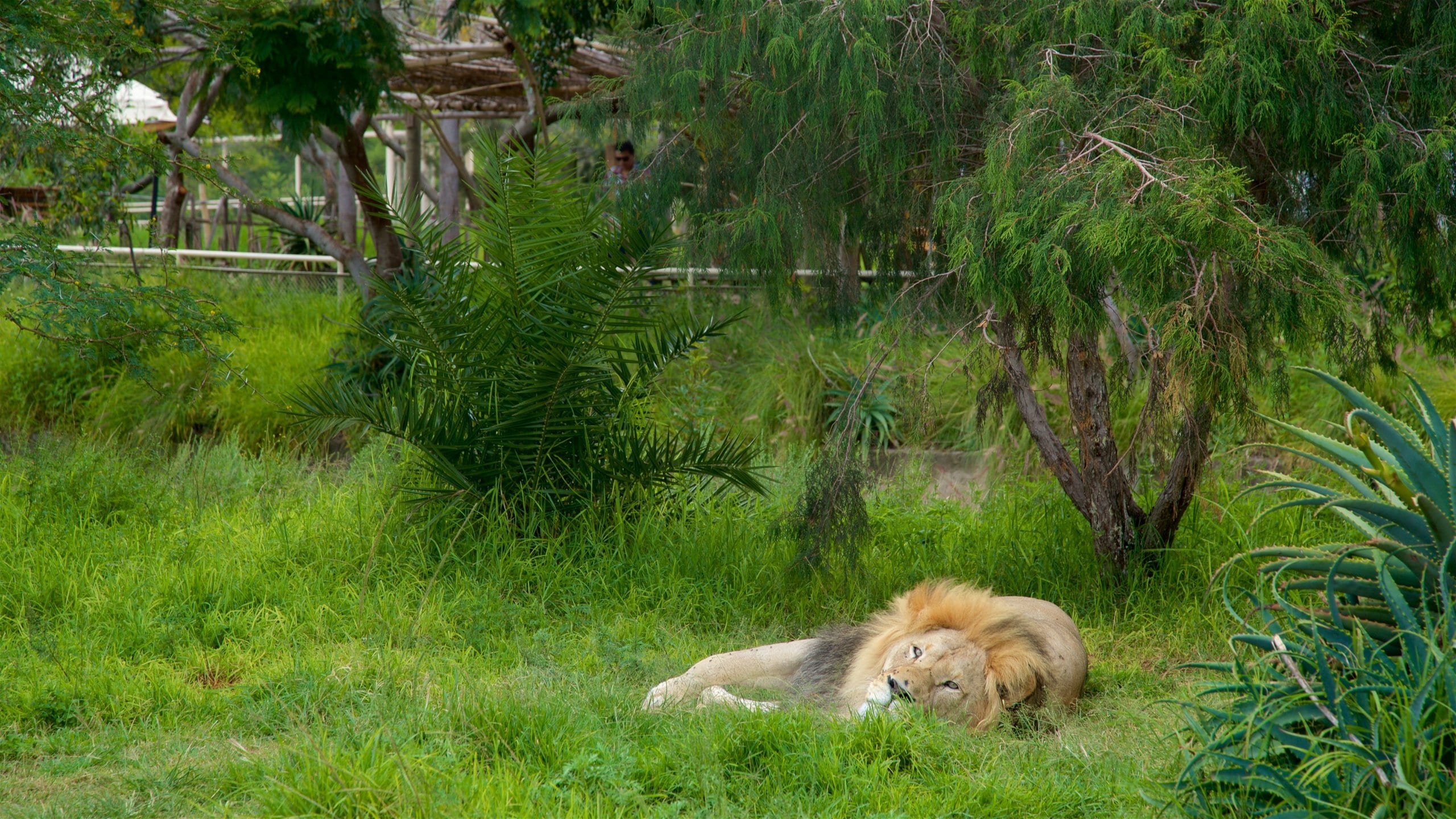 Visita Zoológico Africam Safari en Puebla - Tours \u0026 Actividades |  Expedia.com, image size:2560x1440