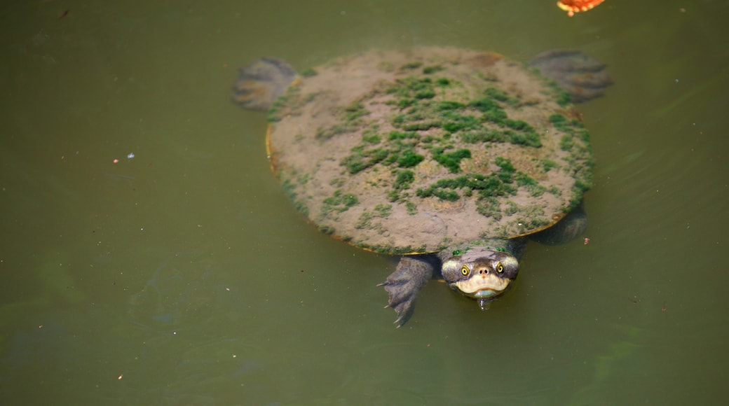 Billabong Sanctuary som visar havsdjur