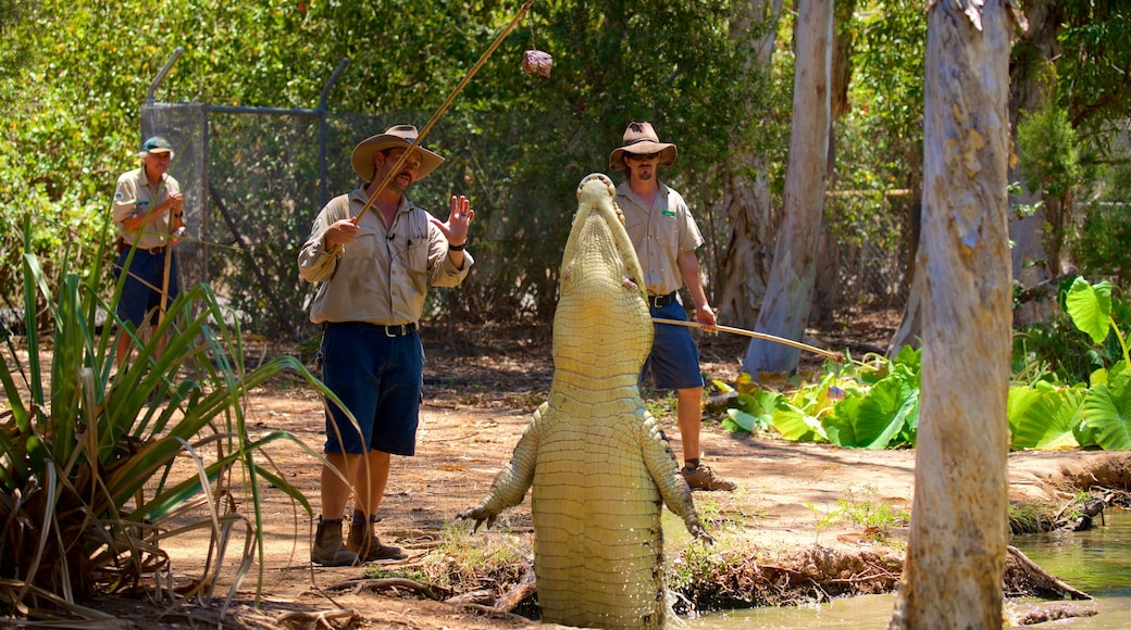 Billabong Sanctuary das einen Zootiere und gefährliche Tiere sowie kleine Menschengruppe