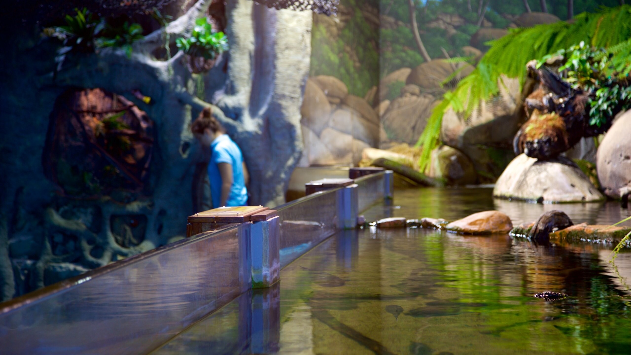 ReefHQ Aquarium in Townsville Expedia.ca