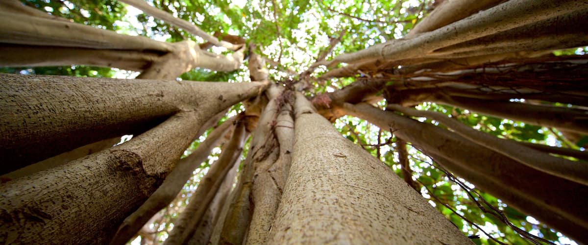 Queens Gardens which includes forest scenes