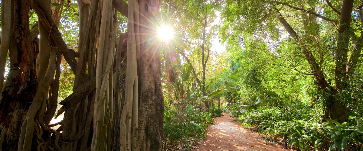 Queens Gardens showing forest scenes and a park