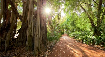 Queens Gardens showing forest scenes and a park