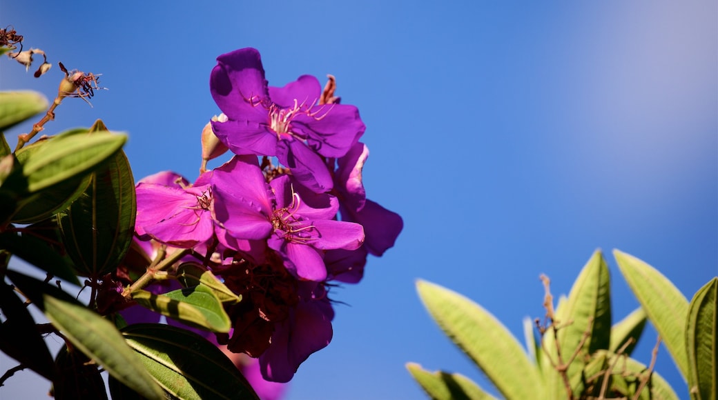 Queens Gardens inclusief wilde bloemen