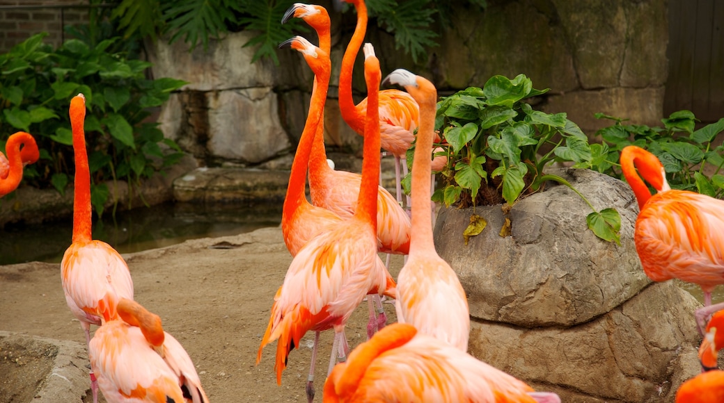 奧杜邦動物園 呈现出 鳥類 和 動物園裡的動物