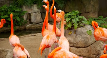 Audubon Zoo showing zoo animals and bird life