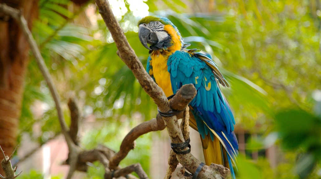 Audubon Zoo showing bird life and zoo animals