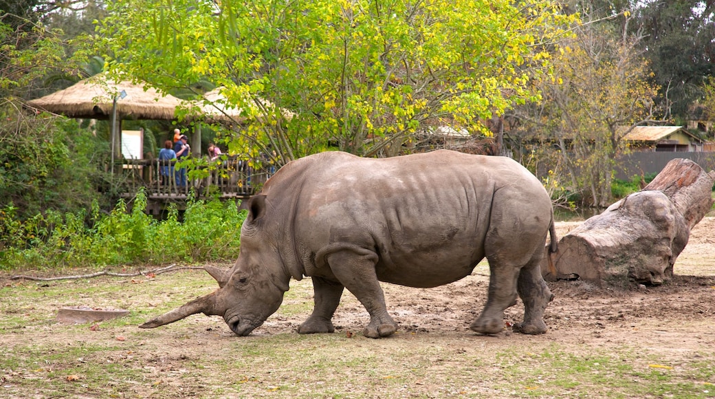 奧杜邦動物園 其中包括 動物園裡的動物