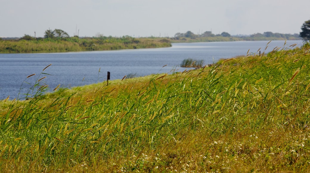 Lago Okeechobee ofreciendo un lago o abrevadero y vistas de paisajes