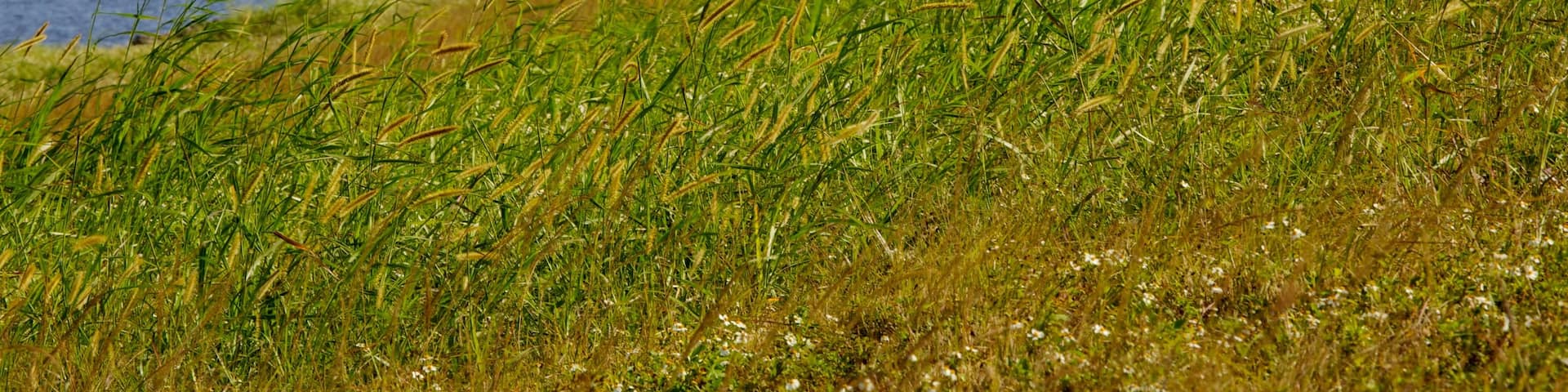 Lago Okeechobee ofreciendo un lago o abrevadero y vistas de paisajes