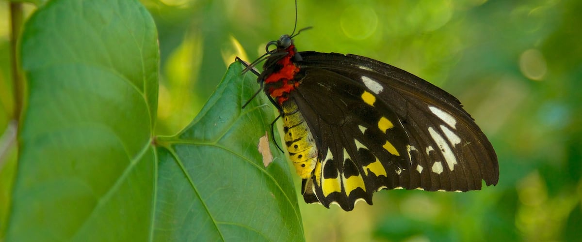Butterfly World featuring animals