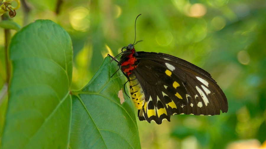 Butterfly World som omfatter dyr