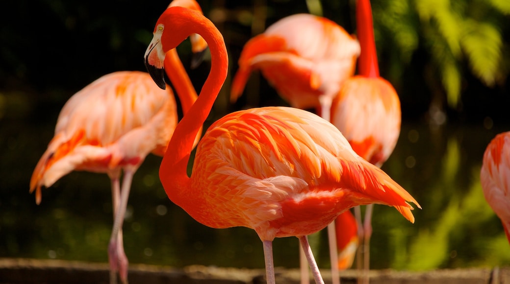 Flamingo Gardens toont vogels en dierentuindieren