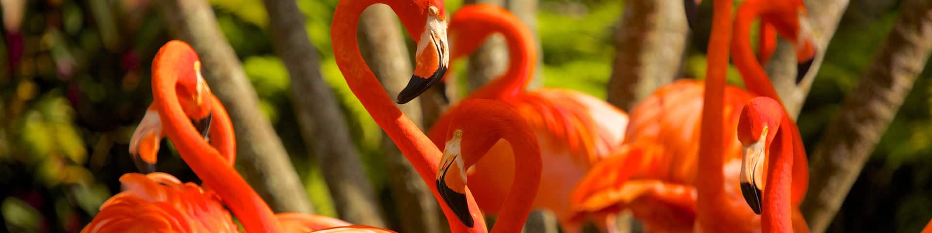 Flamingo Gardens showing bird life and zoo animals