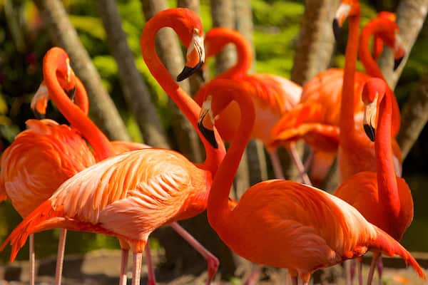 Flamingo Gardens mettant en vedette animaux de zoo et vie des oiseaux