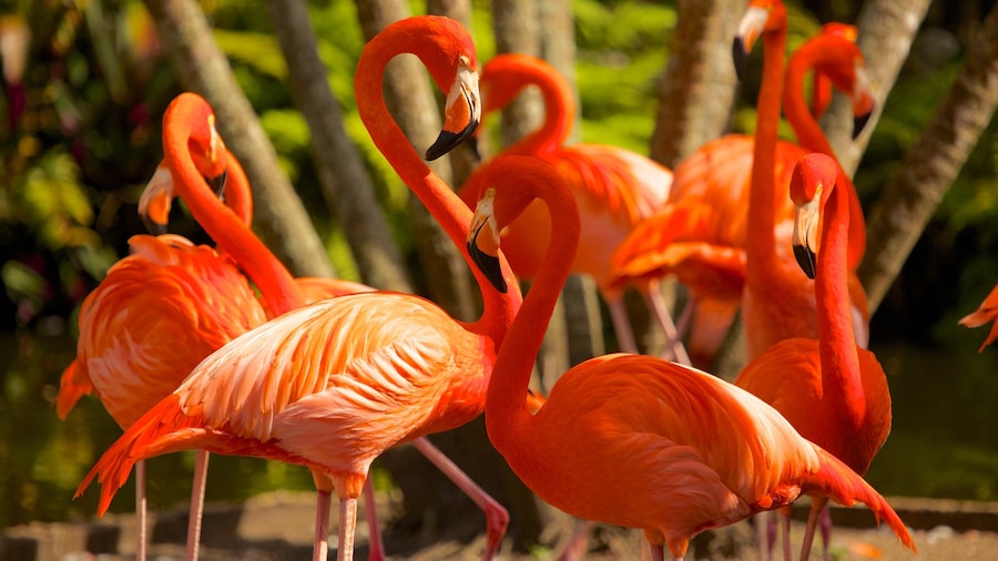Flamingo Gardens