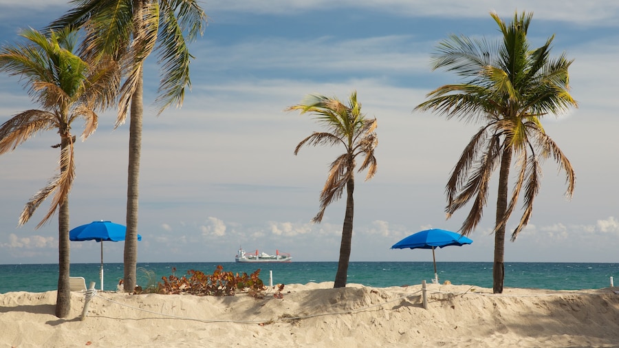 Palm trees and sandy trails at Hugh Taylor Birch State Park in Fort Lauderdale, Florida.