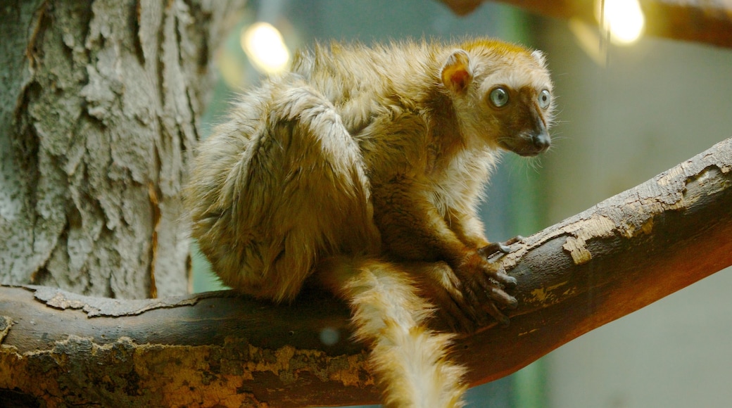 Zoo in Philadelphia mit einem Zootiere und Tiere