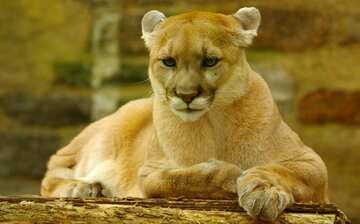 フィラデルフィア動物園 ウェスト フィラデルフィア エクスペディア フィラデルフィア動物園 ウェスト フィラデルフィア エクスペディア