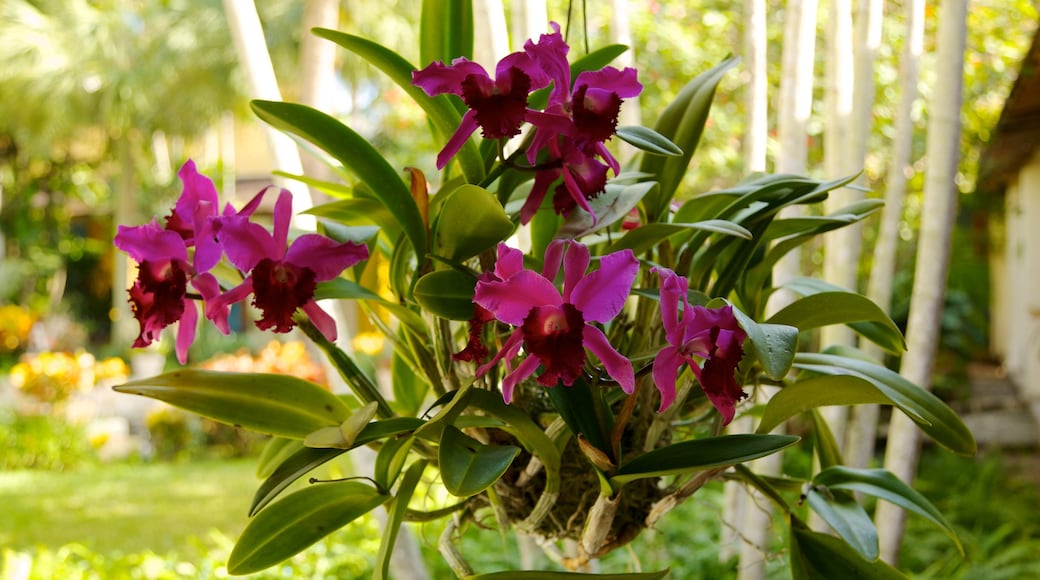 Bonnet House Museum and Gardens che include fiori, laghetto e fiori di campo