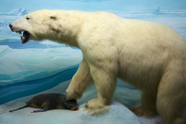 Academy of Natural Sciences welches beinhaltet Innenansichten und gefährliche Tiere
