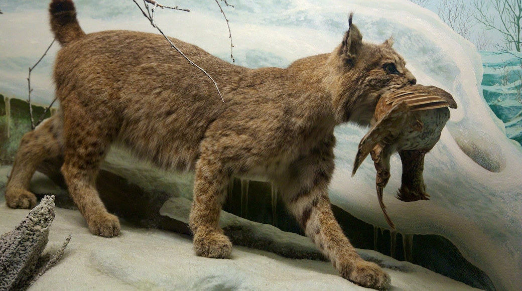 Academy of Natural Sciences showing interior views and dangerous animals