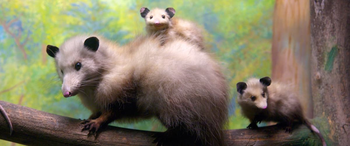 Academy of Natural Sciences which includes cuddly or friendly animals, zoo animals and animals