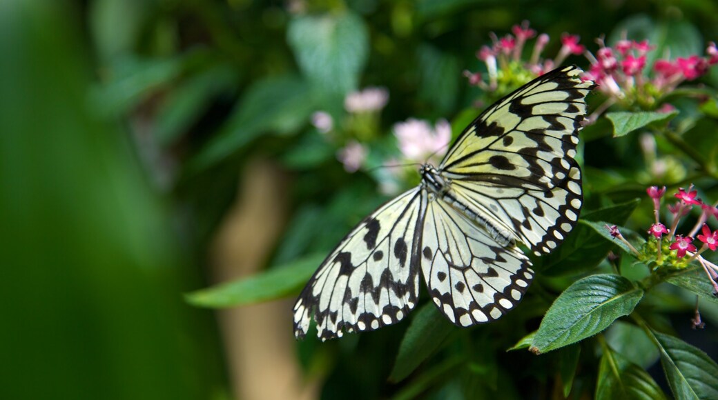 Academy of Natural Sciences showing animals and flowers